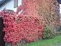 Le haut de Roissiat en automne.