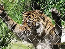 Un des tigres de Sumatra.
