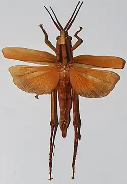 Femelle