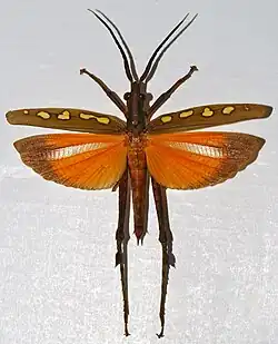 Mâle