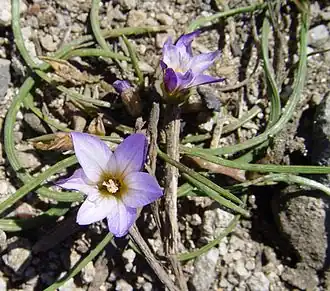 Description de l'image Romulea bulbocodium.jpg.