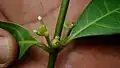 Ronabea latifolia à Bahia