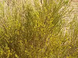 Buisson de Rooibos.