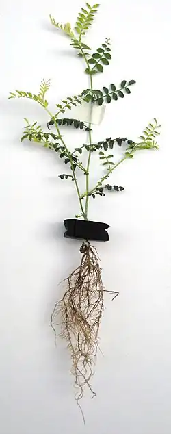 Jeune plant.