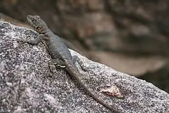 Description de l'image Roraima Agamidae.JPG.