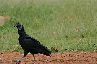 Urubu noir.