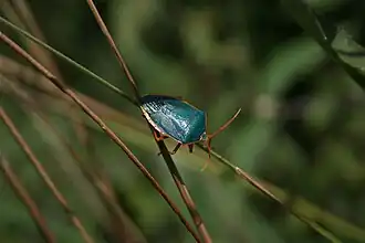 Edessa rufomarginata.