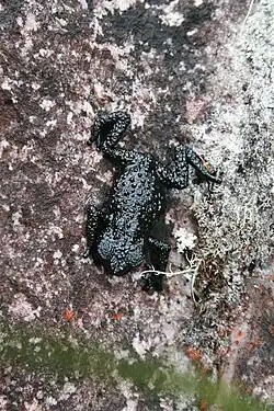 Oreophrynella nigra, endémique des tepuys Kukenan et Yuruaní, mont Roraima (2&nbsp;300 et 2&nbsp;700&nbsp;m).