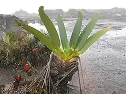 Stegolepis guianensis, mont Roraima.