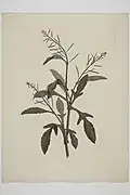 Gravure de R. gigantea par Sydney Parkinson en 1895.