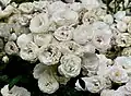 Rosae 'Bella Weiss'