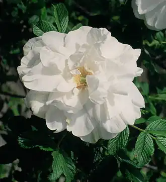 Image illustrative de l’article Blanc Double de Coubert