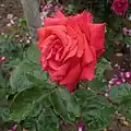 Rose 'Climbing Maryse Kriloff' (1984) à l'Europa-Rosarium.