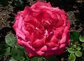 Rose 'Dame de Cœur' à la roseraie de Courtrai.