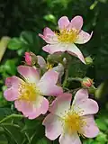 Rosa 'Ella Elisabeth' (Détail)