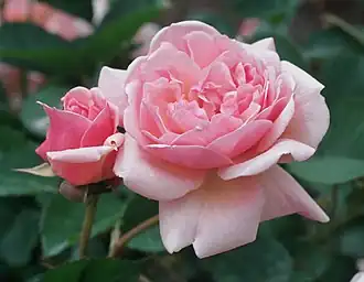 Rose 'Felicia' au jardin botanique royal de Madrid.