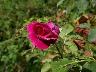 Image illustrative de l’article George Dickson (rose)