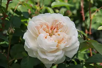 Image illustrative de l’article Glamis Castle