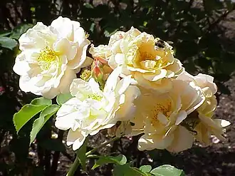 'Goldrausch'