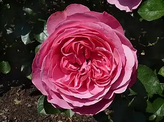 Image illustrative de l’article Léonard de Vinci (rose)