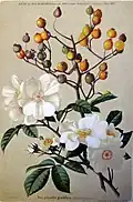 Rosa 'Polyantha Grandiflora' (1886)