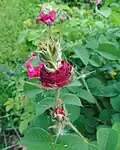 Phyllodie chez un cultivar de rosier ancien  'Prolifera de Redouté'