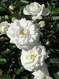 Rose 'Prosperity', au jardin botanique de l'Académie des sciences de Moscou.