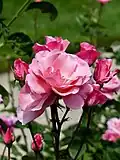 Rose ‘Rosenprofessor Sieber'