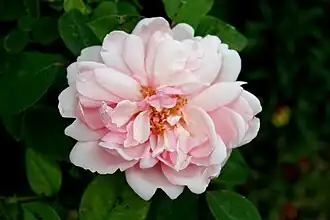 ‘Albertine’, 1921