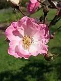 Rosa Alden Biesen, Louis Lens, 1989/1996 (Belgique) LLX 8964
