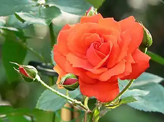 'Ave Maria'