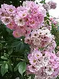 'Blush Rambler', 1903.