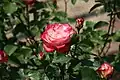 Rose épanouie