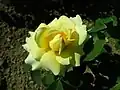 ʽClaudia Cardinale' (1997) à l'Europa-Rosarium de Sangerhausen (Allemagne).