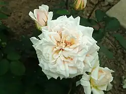 'Comtesse de Noghera', 1902