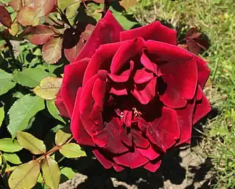 Image illustrative de l’article Crimson Glory (rose)