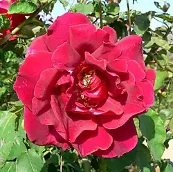 ‘Étoile de Hollande’.