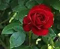 Roseraie : rose 'Exploit' (Meilland, 1984)