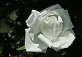 Rose 'Frau Karl Druschki' (1901)