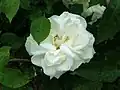 Rose épanouie