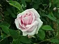 Rosa Gloire des Mousseux, M. Robert, 1852 (France) Gloire des Mousseuses