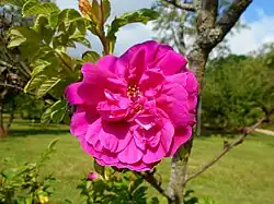 Rose 'Hansa'.