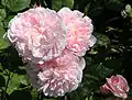 Fleurs épanouies