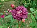 Rose 'Hermann Kegel' à Sangerhausen.