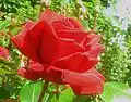 'Ingrid Bergman'