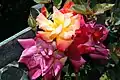 Floribunda 'Joseph's Coat', Swim & Armstrong 1964.
