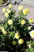 Buisson de roses 'Friesia' au jardin botanique de Washington