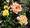 Rose 'Laura Ford' (Warner 1989), graines 'Anna Ford' 1980; pollen 'Elizabeth of Glamis' x ('Galway Bay x Sutter's Gold')