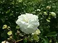 Rose 'Marie-Jeanne' (1913).
