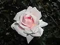 Fleur de 'New Dawn'
